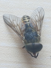 Tabanus bovinus