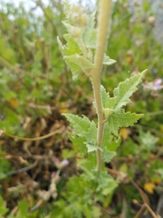 Malacothamnus fasciculatus catalinensis