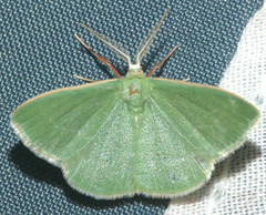 Xenochlorodes olympiaria