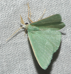 Xenochlorodes olympiaria