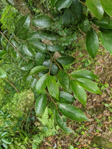 Lindera communis iNat (2)