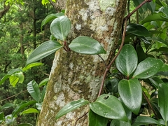 Clematis crassifolia