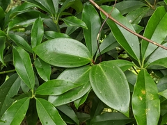 Clematis crassifolia