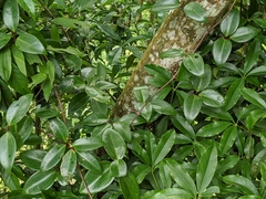 Clematis crassifolia