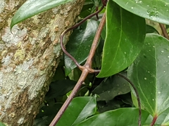 Clematis crassifolia