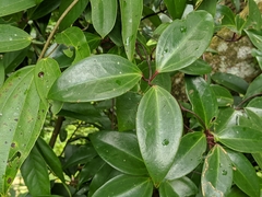 Clematis crassifolia