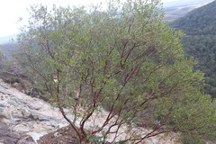 Leptospermum luehmannii