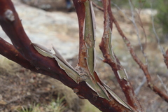 Leptospermum luehmannii