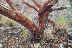 Leptospermum luehmannii