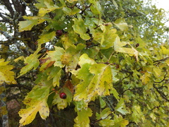Crataegus