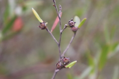 Leptospermum luehmannii