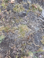 Selaginella wallacei