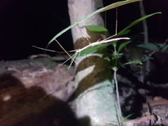 Sipyloidea larryi