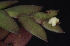 Dendrobium aloifolium