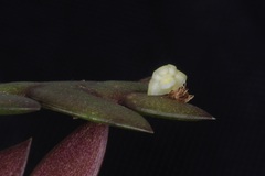 Dendrobium aloifolium