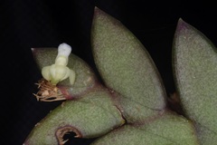 Dendrobium aloifolium