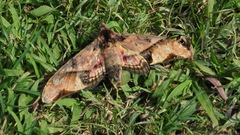 Amplypterus panopus
