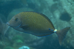 Prionurus maculatus