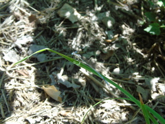 Platycnemis pennipes