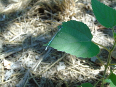 Platycnemis pennipes