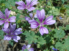 Malva sylvestris