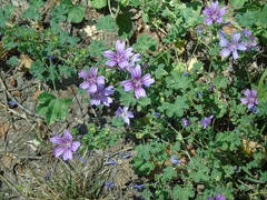Malva sylvestris