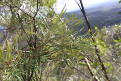 Banksia spinulosa
