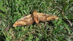 Amplypterus panopus