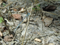 Platycnemis pennipes
