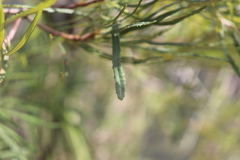 Banksia spinulosa