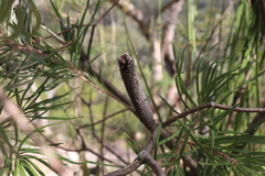 Banksia spinulosa