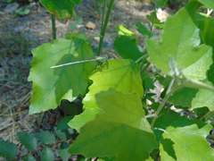 Platycnemis pennipes