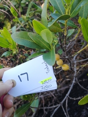 Alyxia spicata
