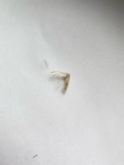Pterophorus pentadactyla
