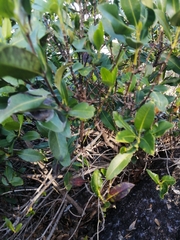 Alyxia spicata