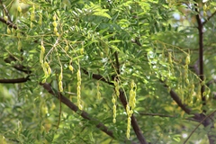 Styphnolobium japonicum