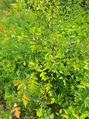 Crataegus pinnatifida