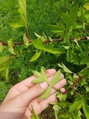 Crataegus pinnatifida