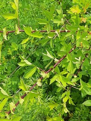 Crataegus pinnatifida