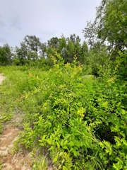 Crataegus pinnatifida