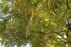 Styphnolobium japonicum