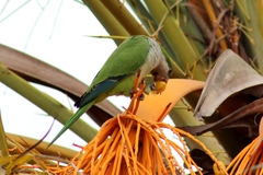 Myiopsitta monachus