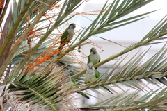 Myiopsitta monachus