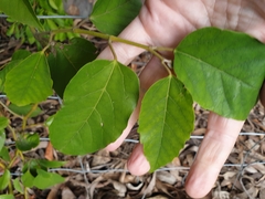 Cissus antarctica