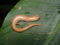 Bolitoglossa mombachoensis