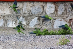 Myiopsitta monachus