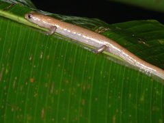 Bolitoglossa mombachoensis