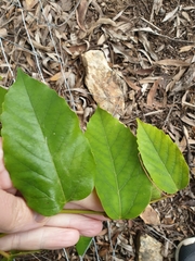 Cissus antarctica
