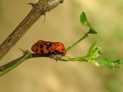 Cosmoscarta dorsimacula