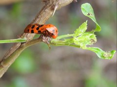Cosmoscarta dorsimacula